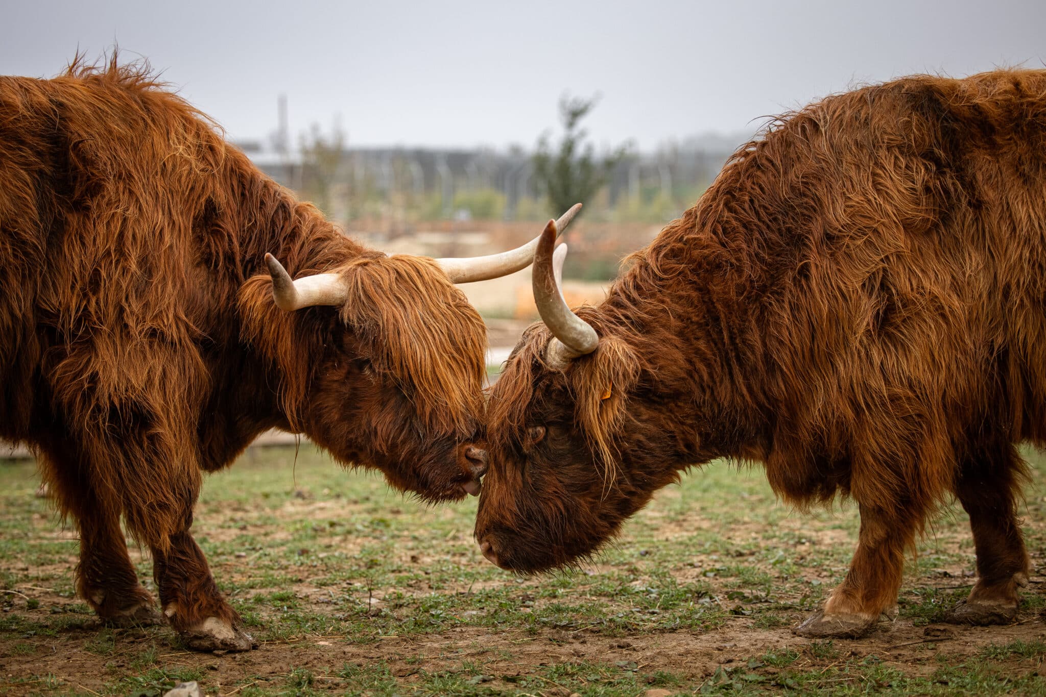 photo la tanière photo deux animaux